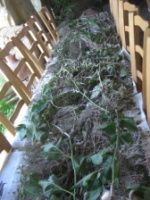 Silkworms on a bed of mulberry twigs